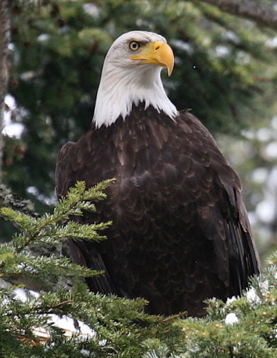 Bald eagle perched in a tree
