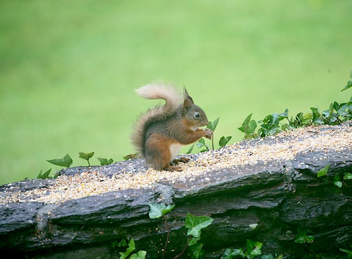 Squirrel eating on stone wall Squirrel eating on stone wall