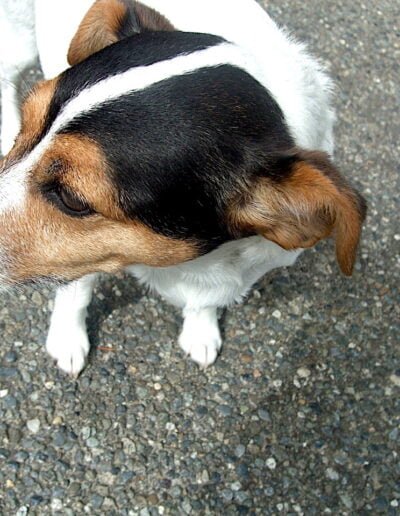 Tricolor dog sitting on a gravel path looking to the side