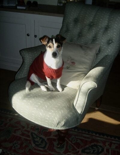 Dog in red sweater on armchair