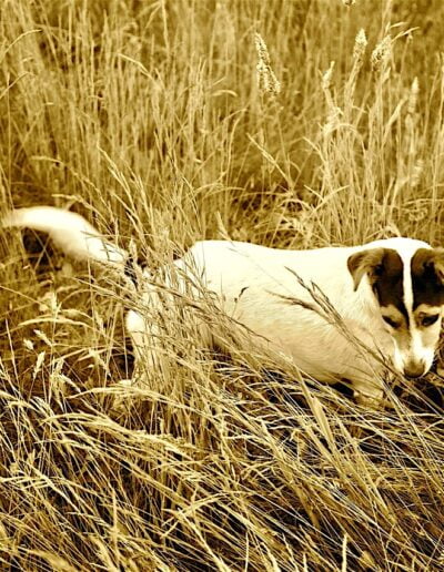 Dog in tall grass