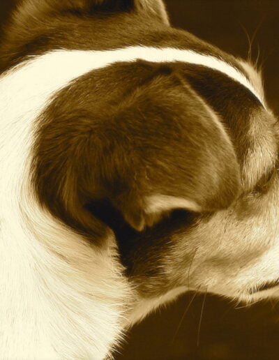 Dog profile with white and brown fur