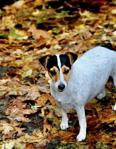 Dog in autumn leaves