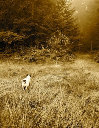 Dog walking into forest