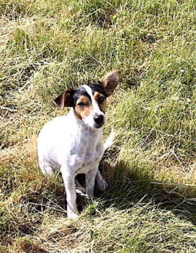 Jack Russell Terrier sitting in grass