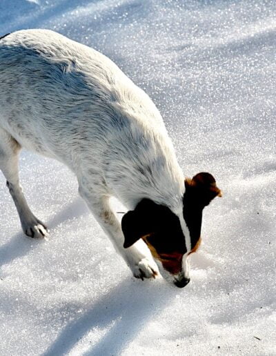 Dog sniffing snow