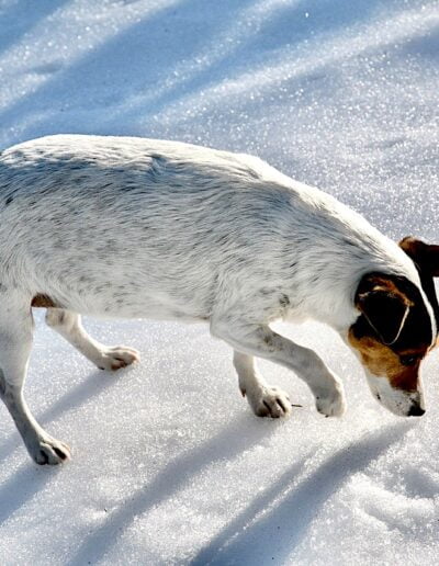 Dog sniffing in snow
