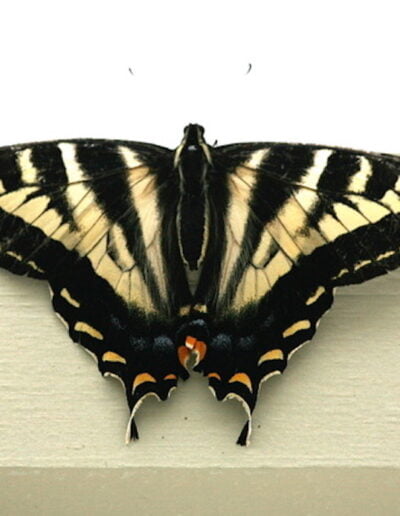 Eastern tiger swallowtail butterfly