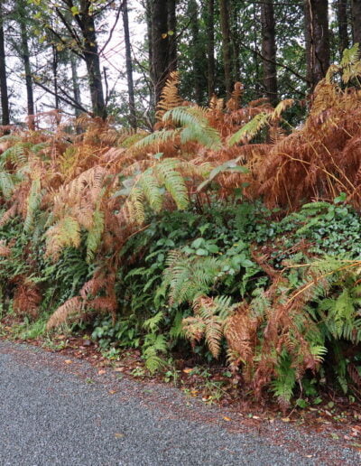 Ferns along a roadside