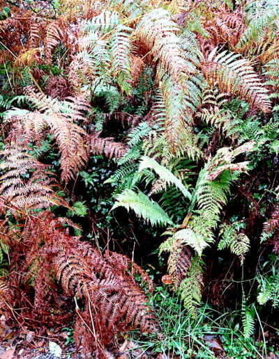 Autumn ferns in the forest