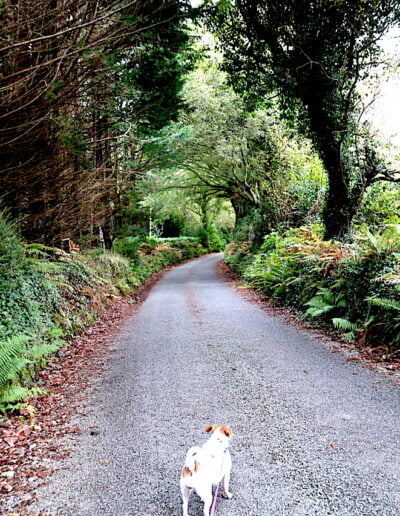 Dog walks down country lane