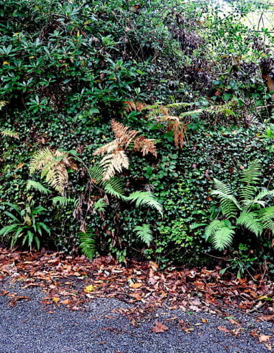 Ferns and ivy on a hedgerow