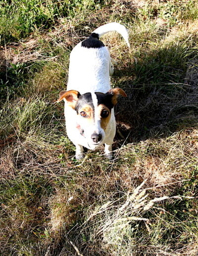 Jack Russell Terrier in grass