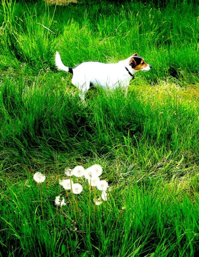 Jack Russell terrier exploring tall grass