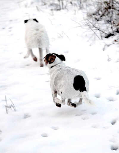Dogs running through snow