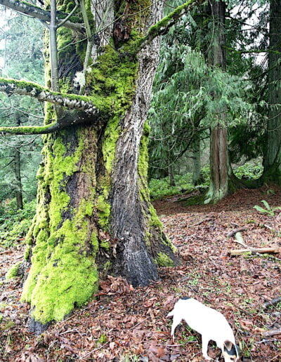 Moss-covered tree in forest with dog