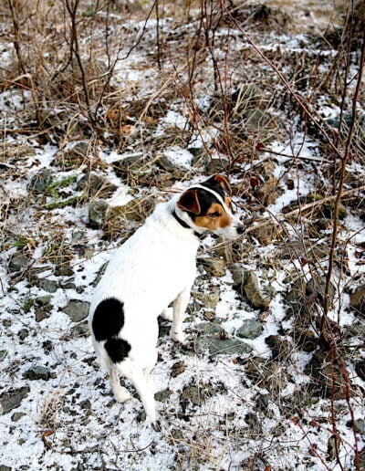 Dog walking in snowy landscape