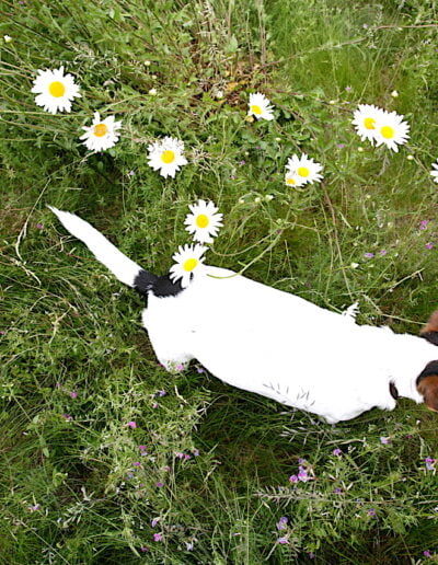 Dog in daisies