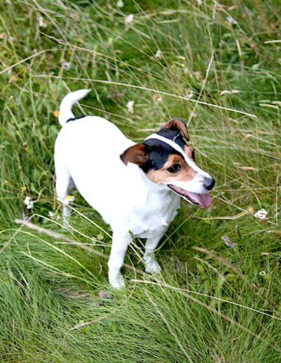 Jack Russell Terrier in tall grass