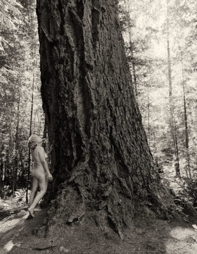 Woman and redwood tree