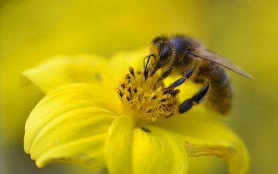 Living with Bats and Bees