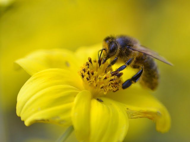 Bee on yellow flower
