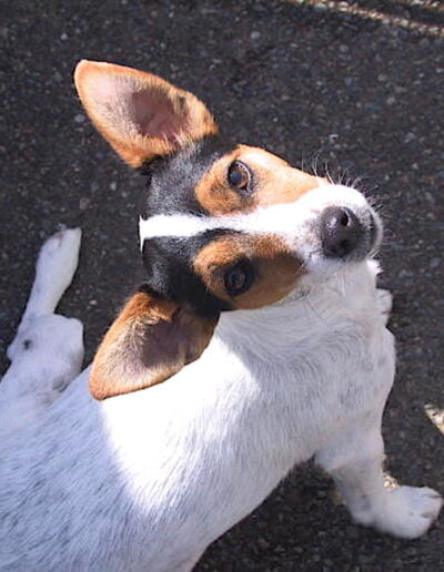 Jack Russell Terrier looking up