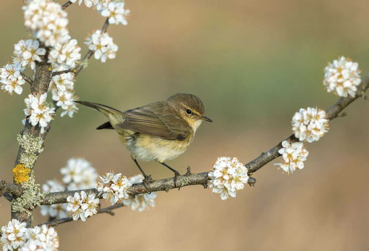 Bird perched on flowering branch