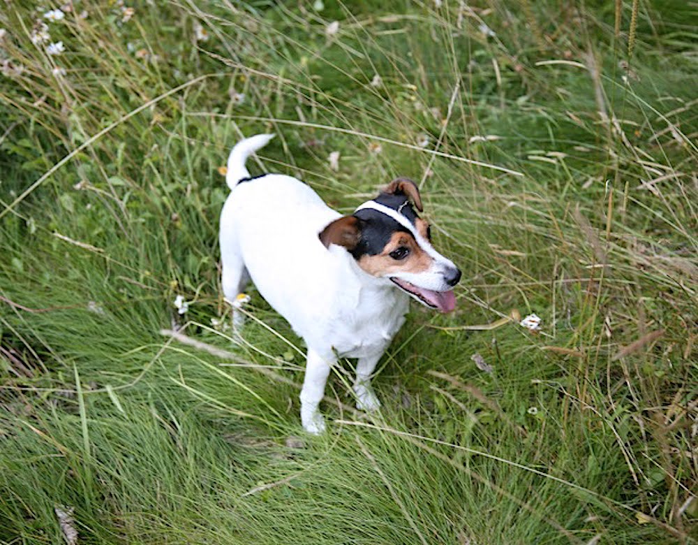 Jack Russell Terrier in tall grass Jack Russell Terrier in tall grass