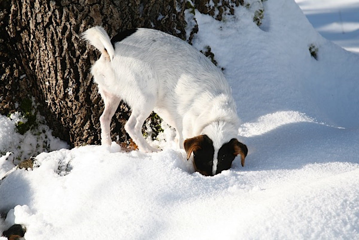 Dog sniffing snow Dog sniffing snow