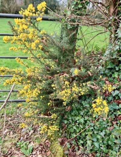 Gorse bush with yellow flowers