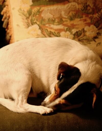 Dog curled up on couch