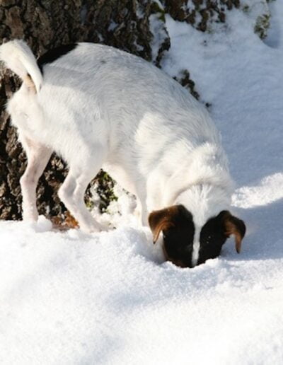 Dog digging in snow