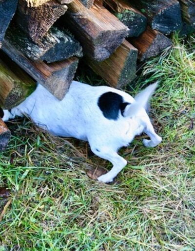 Dog digging under firewood