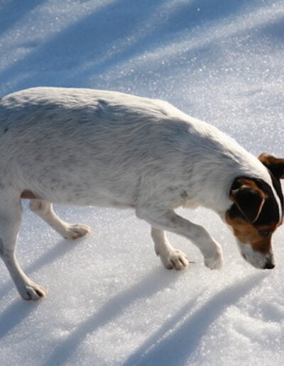 Dog sniffing snow