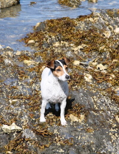 Jack Russell Terrier on rocky coast