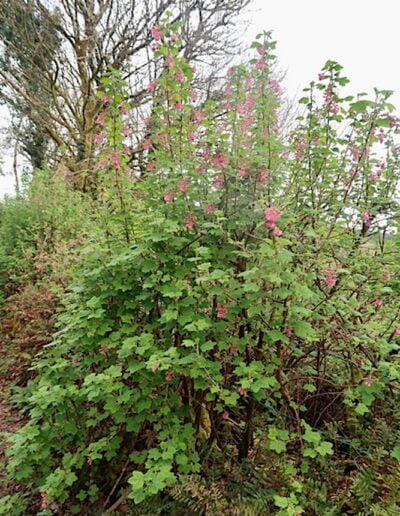Ribes sanguineum shrub with pink flowers