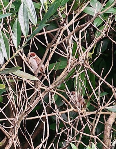 Sparrows perched in bush