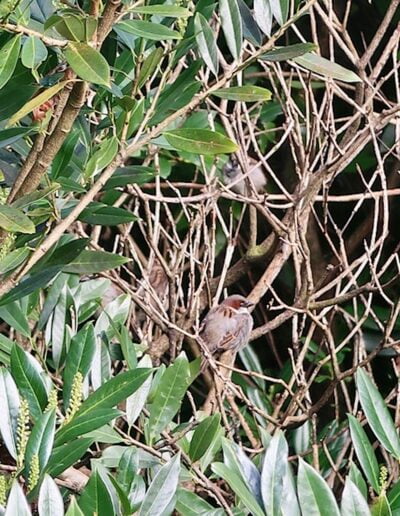 Sparrows perched in a bush