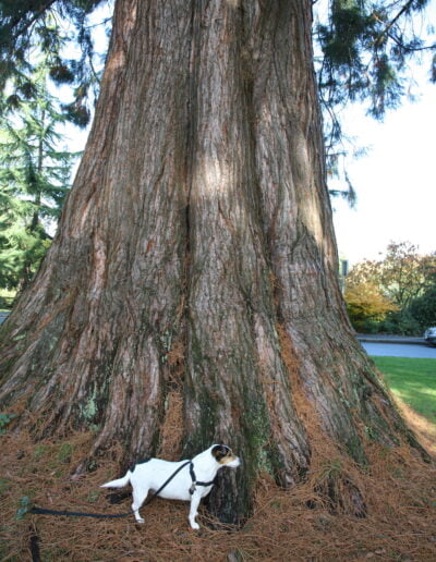 Dog at base of giant redwood tree