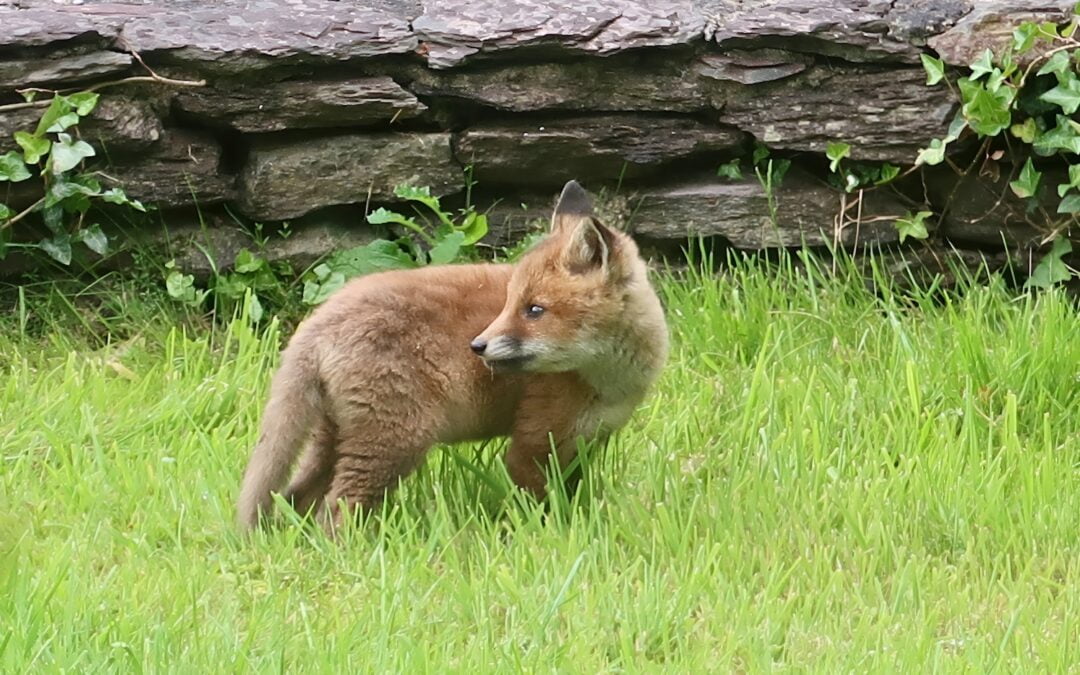 Natural Restoration Law Passes