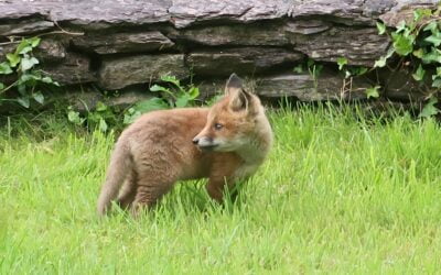 Natural Restoration Law Passes