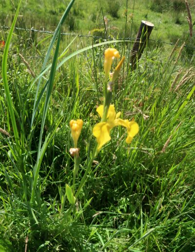 Yellow Iris flower in tall green grass
