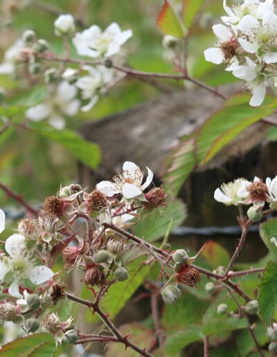 White blackberry flowers blooming