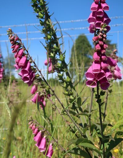 Purple foxglove wildflowers