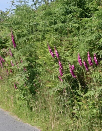 Foxgloves blooming along roadside