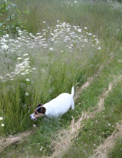 Dog exploring a grassy trail