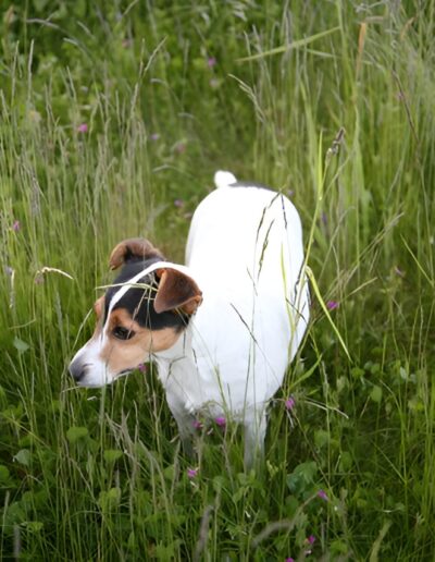 Jack Russell Terrier in tall grass