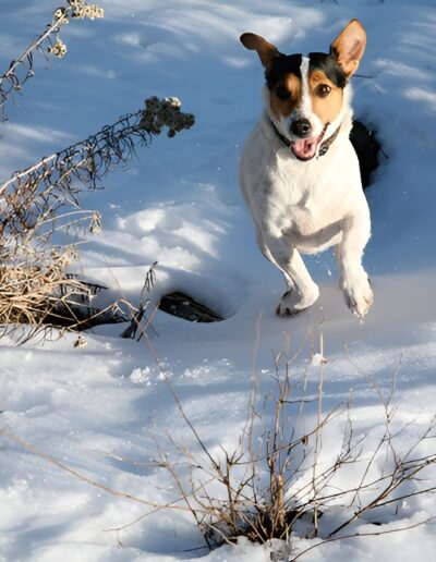 Dog running in snow