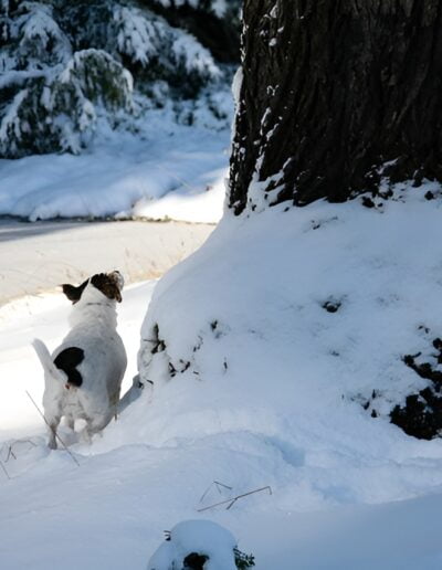 Dog in winter snow